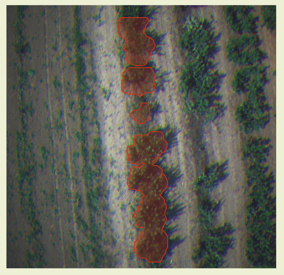 segmentation vector result 2 