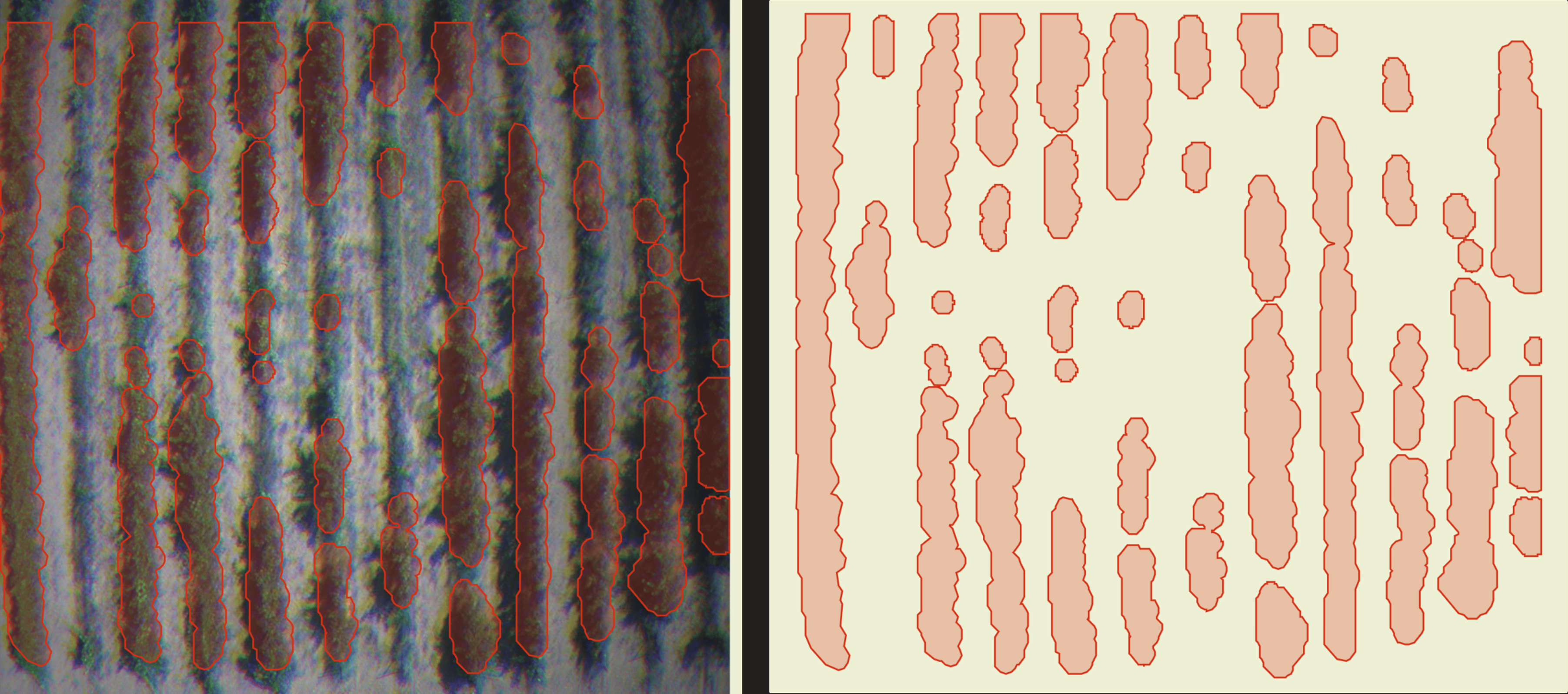 segmentation vector result grape 1 